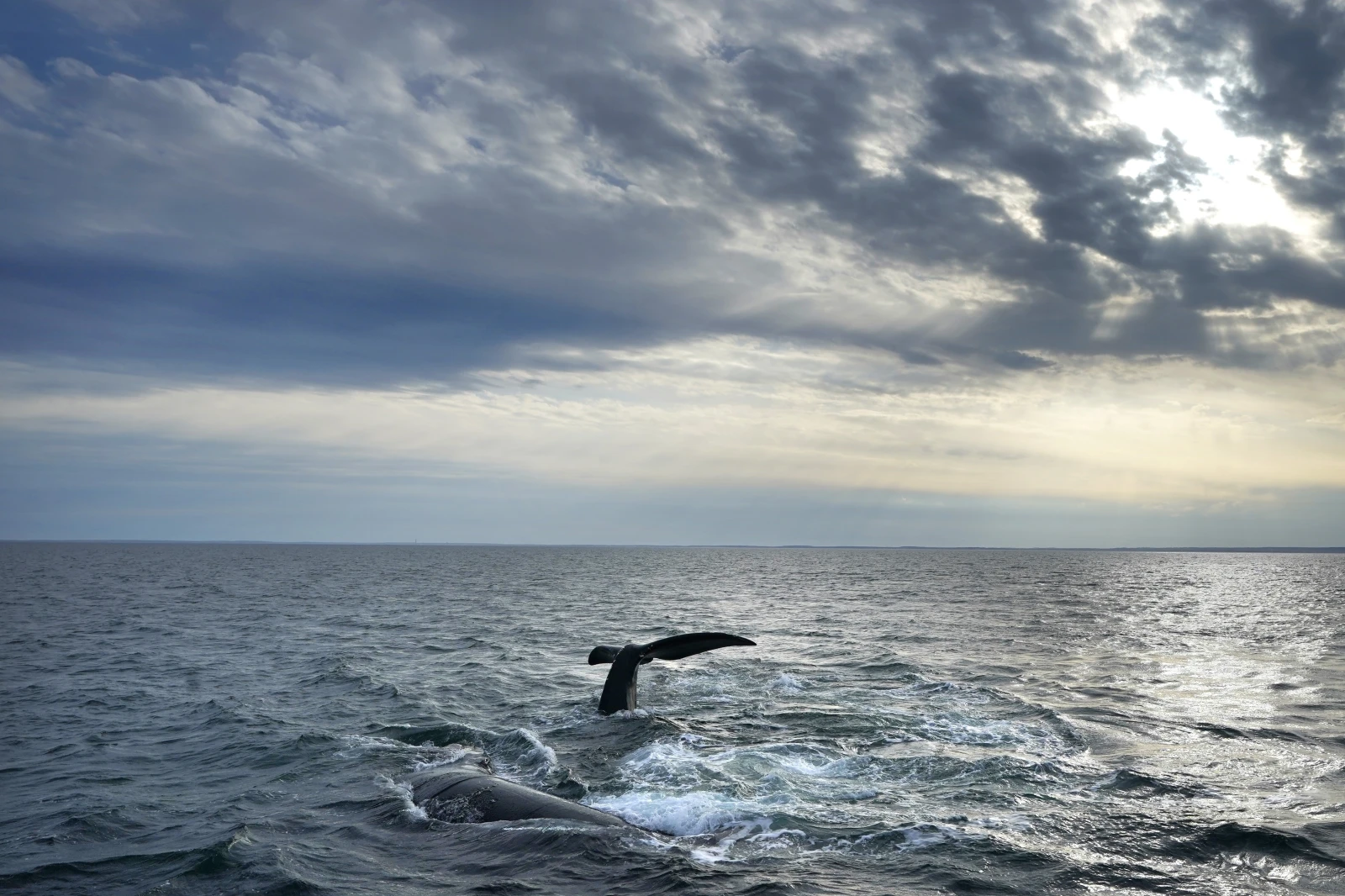 You are currently viewing Contrary to politicians’ claims, offshore wind farms don’t kill whales. Here’s what to know.
