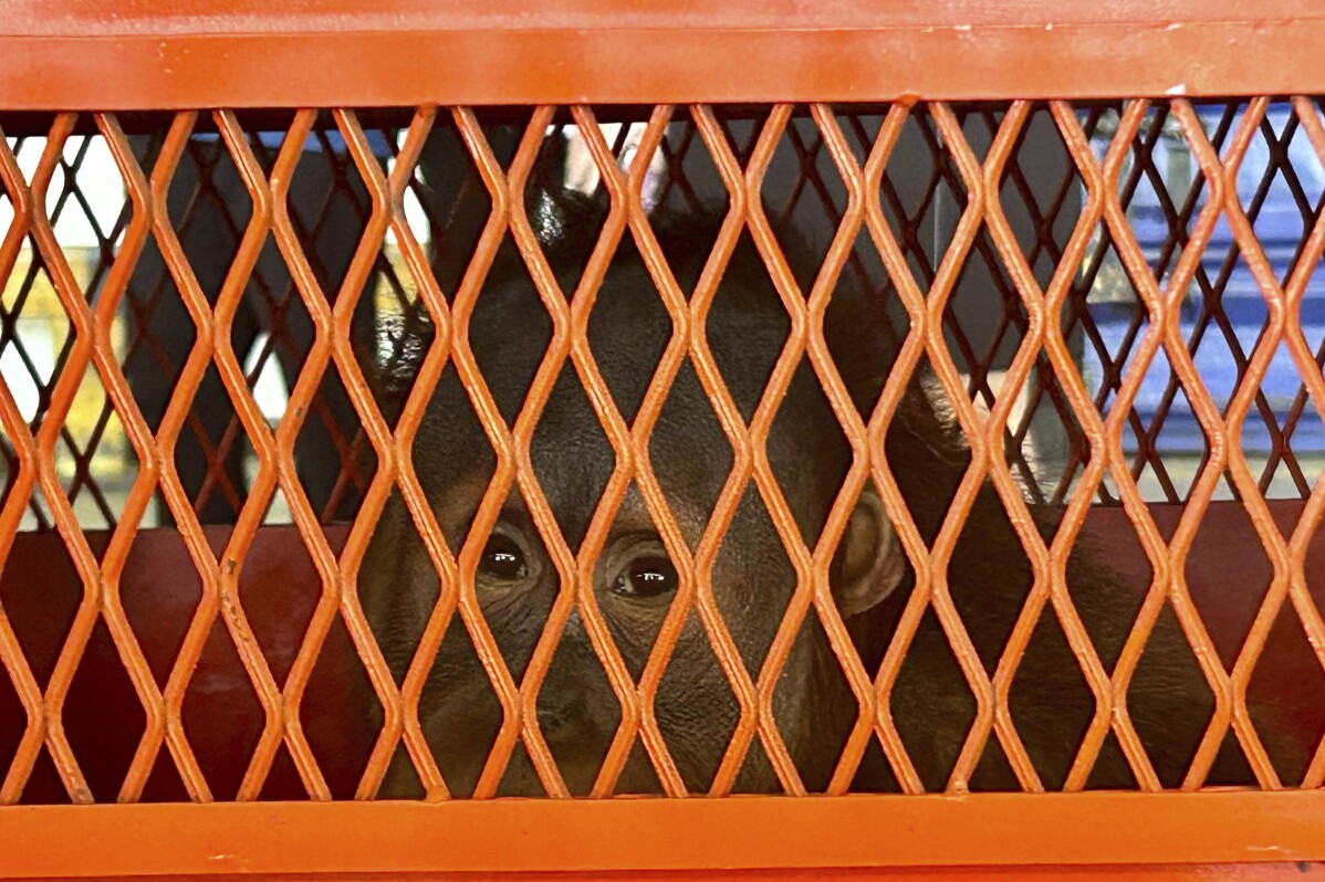 You are currently viewing Thailand sends 3 orangutans rescued from illicit wildlife trade back to Indonesia