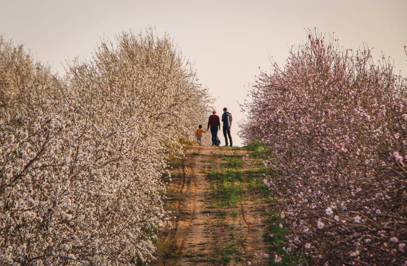 You are currently viewing Linking Tu Bishvat to International Holocaust Remembrance Day – opinion