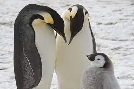 You are currently viewing Once unknown emperor penguin colonies have been spotted in Antarctica — though some are moving away