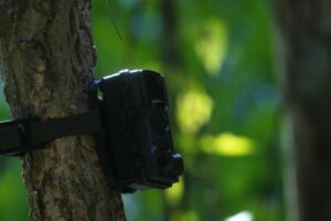 Read more about the article Cambodia to install hundreds of wildlife cameras in an effort to restore its tiger population