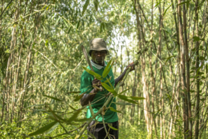Read more about the article In Uganda, bamboo has government’s backing as a crop with real growth potential