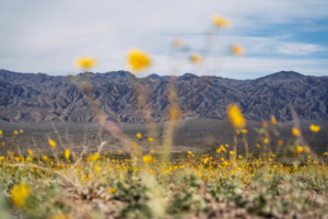 Read more about the article Tall flowers, dead shrubs, ephemeral lake: Death Valley has become a picture of climate whiplash