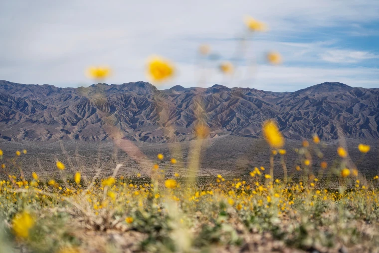 You are currently viewing Tall flowers, dead shrubs, ephemeral lake: Death Valley has become a picture of climate whiplash