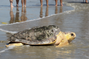 Read more about the article A new report says Mexico has abandoned protection of loggerhead sea turtles