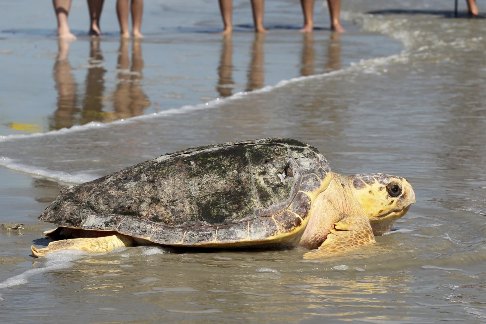 You are currently viewing A new report says Mexico has abandoned protection of loggerhead sea turtles