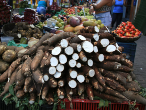 Read more about the article How ancient Amazonians transformed a toxic crop into a diet staple