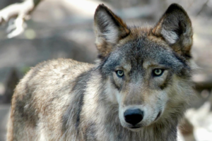 Read more about the article US House votes to remove wolves from endangered list in 48 states
