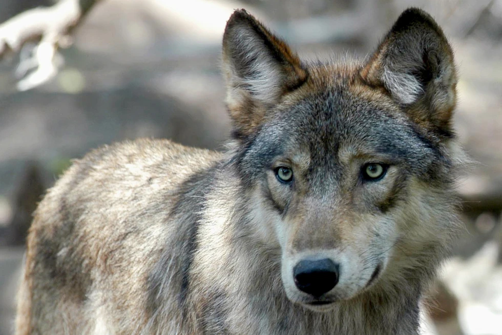 You are currently viewing US House votes to remove wolves from endangered list in 48 states
