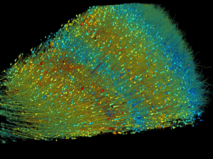 Read more about the article Scientists Imaged and Mapped a Tiny Piece of Human Brain. Here’s What They Found