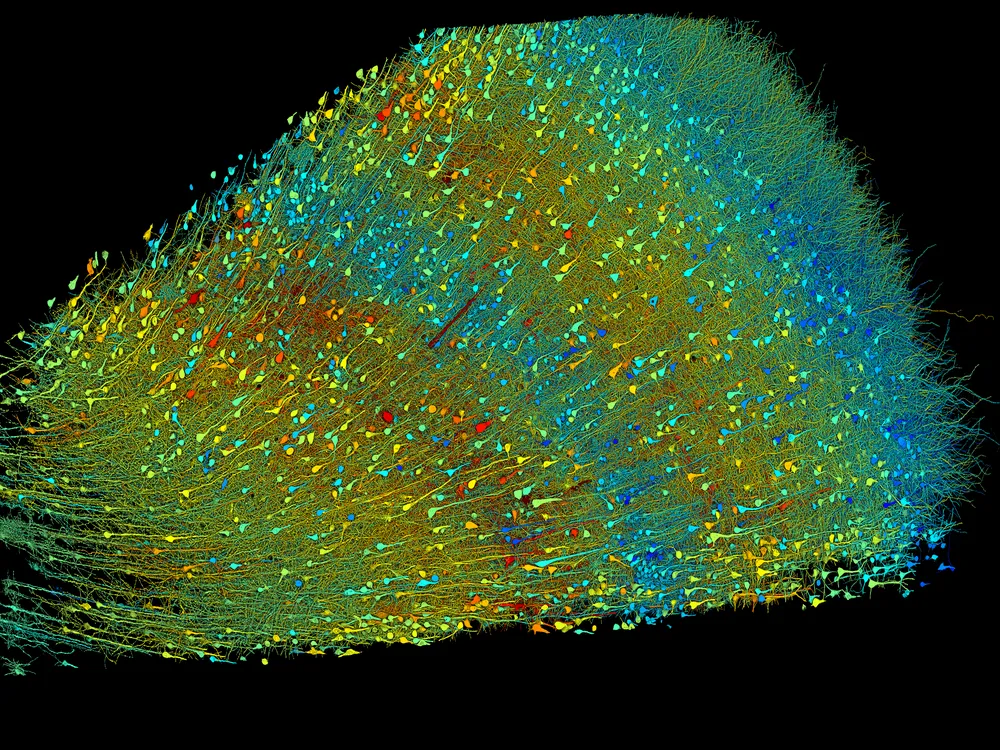 You are currently viewing Scientists Imaged and Mapped a Tiny Piece of Human Brain. Here’s What They Found