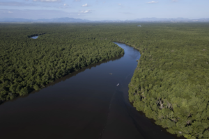 Read more about the article Rio de Janeiro bay reforestation shows mangroves’ power to mitigate climate disasters