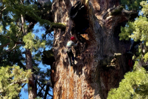 Read more about the article General Sherman passes health check but world’s largest trees face growing climate threats