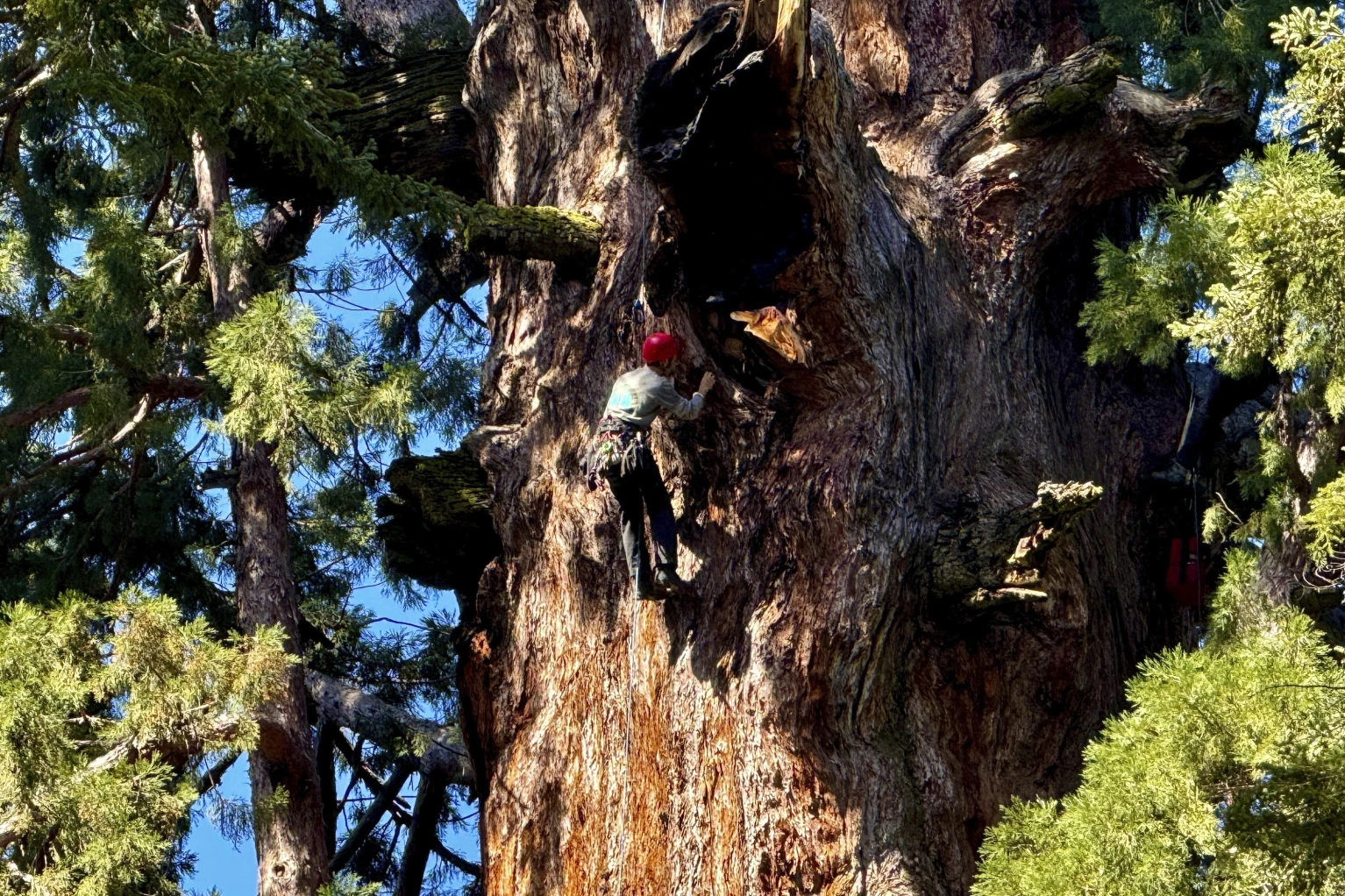 You are currently viewing General Sherman passes health check but world’s largest trees face growing climate threats