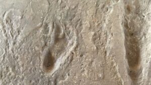 Read more about the article This 3.6-million-year-old footprint was made by our earliest known ancestor. Now it’s at risk of being lost forever