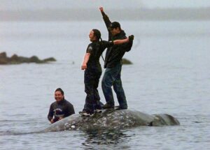 Read more about the article Washington’s Makah Tribe could once again harpoon whales as US waives conservation law