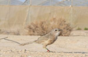 Read more about the article Study reveals impact of habitat disturbance on the Arabian babbler bird in the region