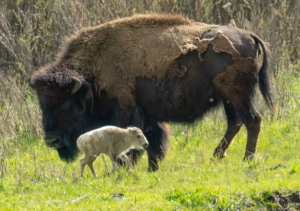 Read more about the article Extremely rare—and sacred—white buffalo calf born in Yellowstone