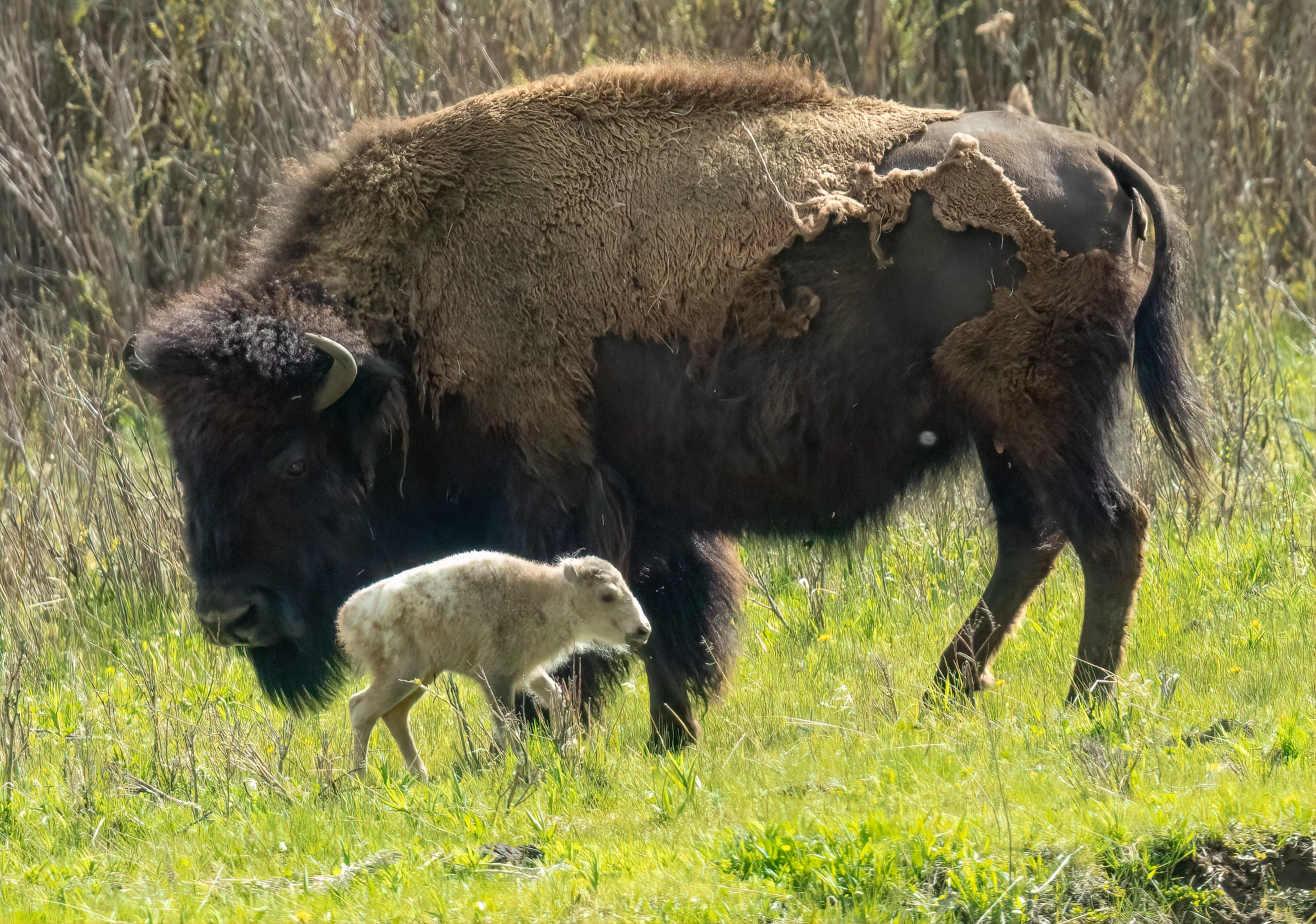 You are currently viewing Extremely rare—and sacred—white buffalo calf born in Yellowstone