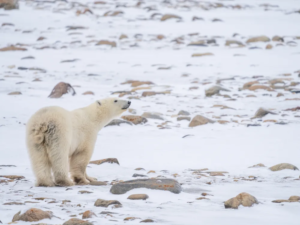 Read more about the article Time Is Running Out for the Hudson Bay Polar Bears