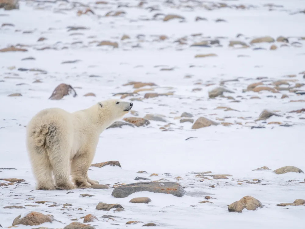 You are currently viewing Time Is Running Out for the Hudson Bay Polar Bears