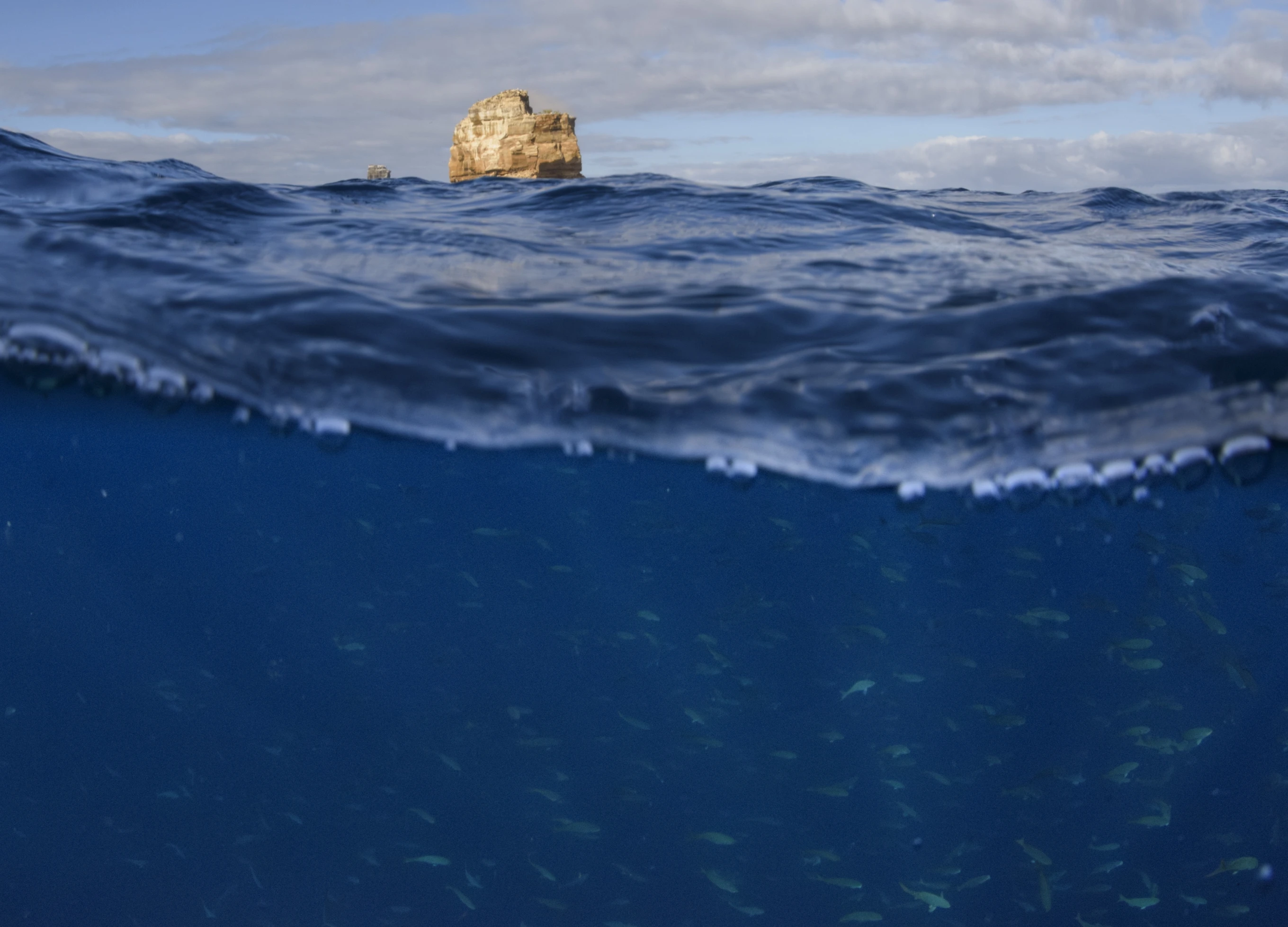 You are currently viewing The Galapagos Islands and many of their unique creatures are at risk from warming waters