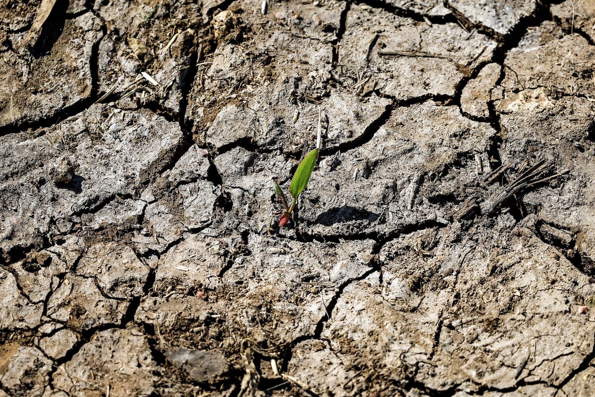 You are currently viewing Drought Gripping Morocco Is Bad Omen for Global Food Supplies