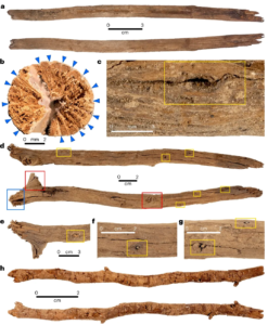 Read more about the article Sticks Discovered in Australian Cave Shed New Light on an Aboriginal Ritual Passed Down for 12,000 Years