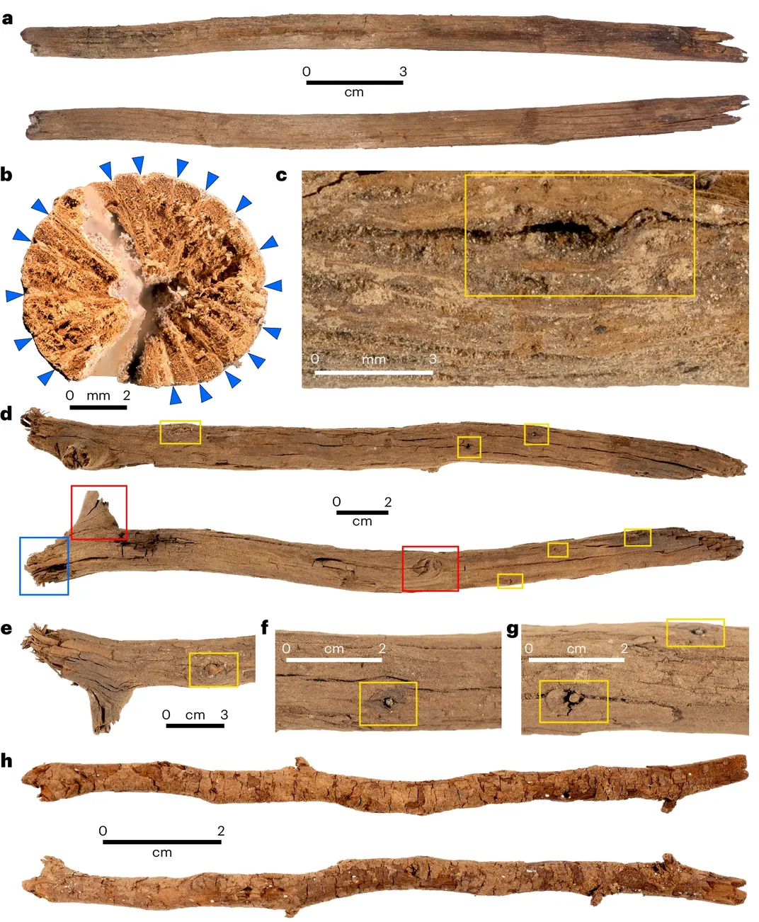 You are currently viewing Sticks Discovered in Australian Cave Shed New Light on an Aboriginal Ritual Passed Down for 12,000 Years