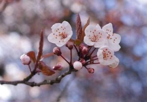 Read more about the article A mother’s love, after Hiroshima