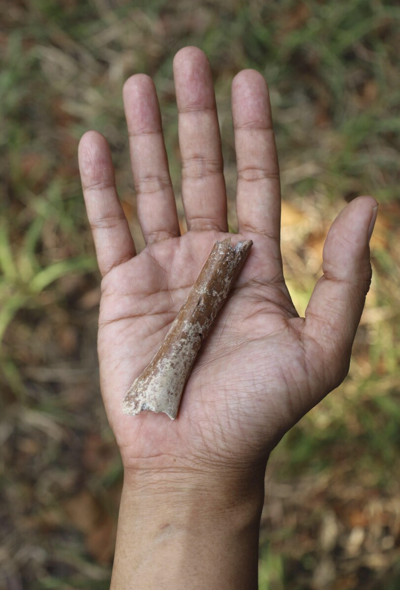 You are currently viewing Fossils suggest even smaller ‘hobbits’ roamed an Indonesian island 700,000 years ago