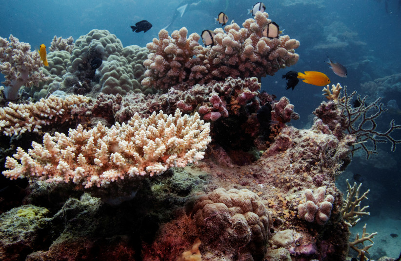 You are currently viewing Hottest oceans in 400 years endanger Great Barrier Reef, scientists say