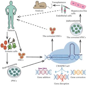 Read more about the article New gene-editing therapy shows potential to cure blood disorder