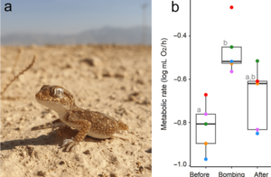 Read more about the article Under stress of war, Israel’s reptilian population suffers, TAU study finds