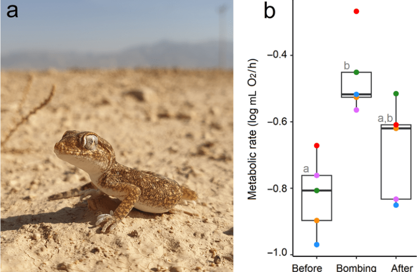 You are currently viewing Under stress of war, Israel’s reptilian population suffers, TAU study finds