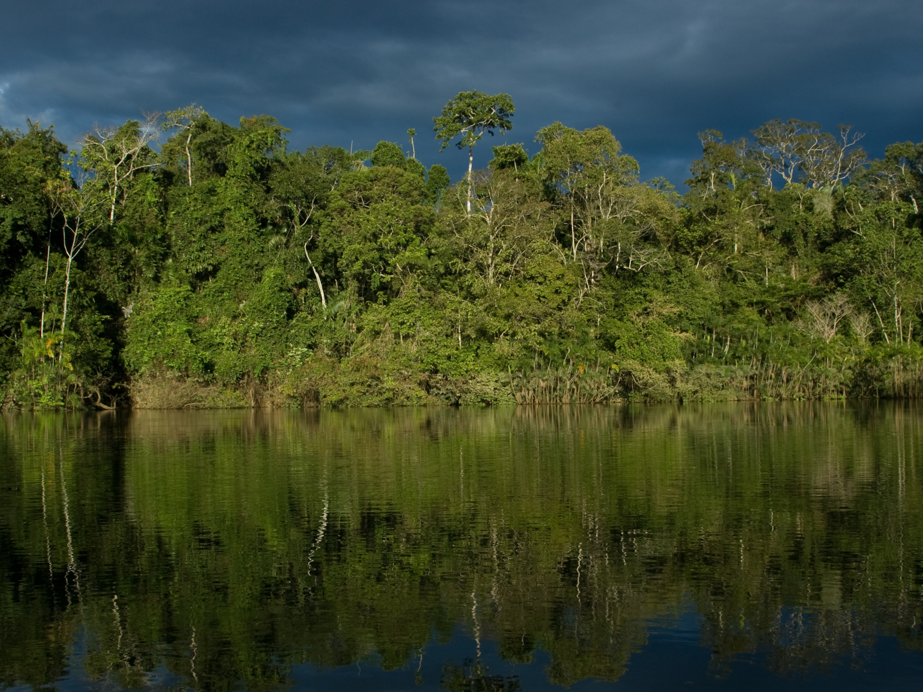 You are currently viewing Rainforest Reckoning: Almost a Year After the Historic Yasuní Vote, Ecuador Has Done Very Little to Decommission Drilling