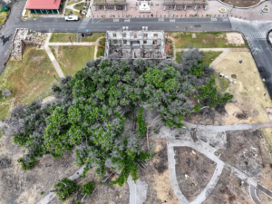 Read more about the article One Year After a Devastating Fire, Lahaina’s 151-Year-Old Banyan Tree Is Healing