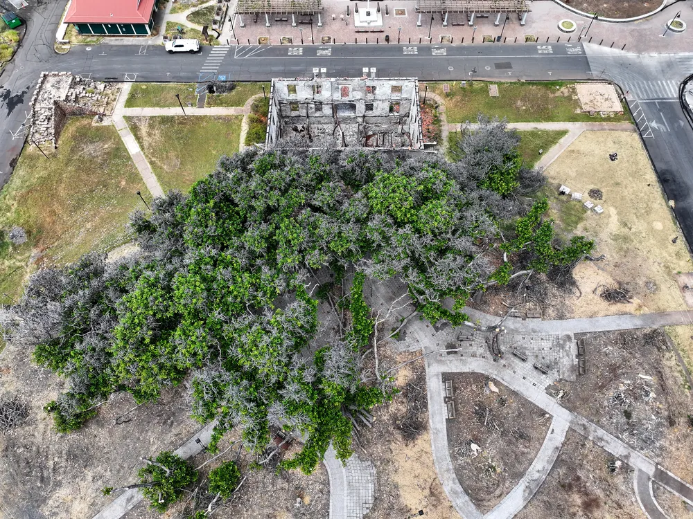 You are currently viewing One Year After a Devastating Fire, Lahaina’s 151-Year-Old Banyan Tree Is Healing