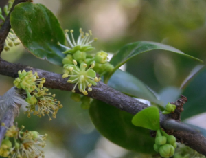 Read more about the article Botanists Vote to Remove Racial Slur From Hundreds of Plant Species Names