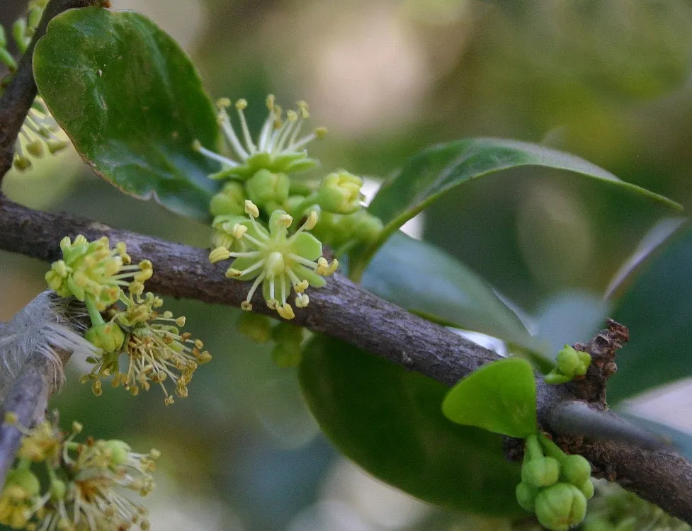 You are currently viewing Botanists Vote to Remove Racial Slur From Hundreds of Plant Species Names