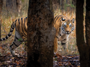 Read more about the article Learning to Live Beside Endangered Tigers May Be the Key to Saving Them