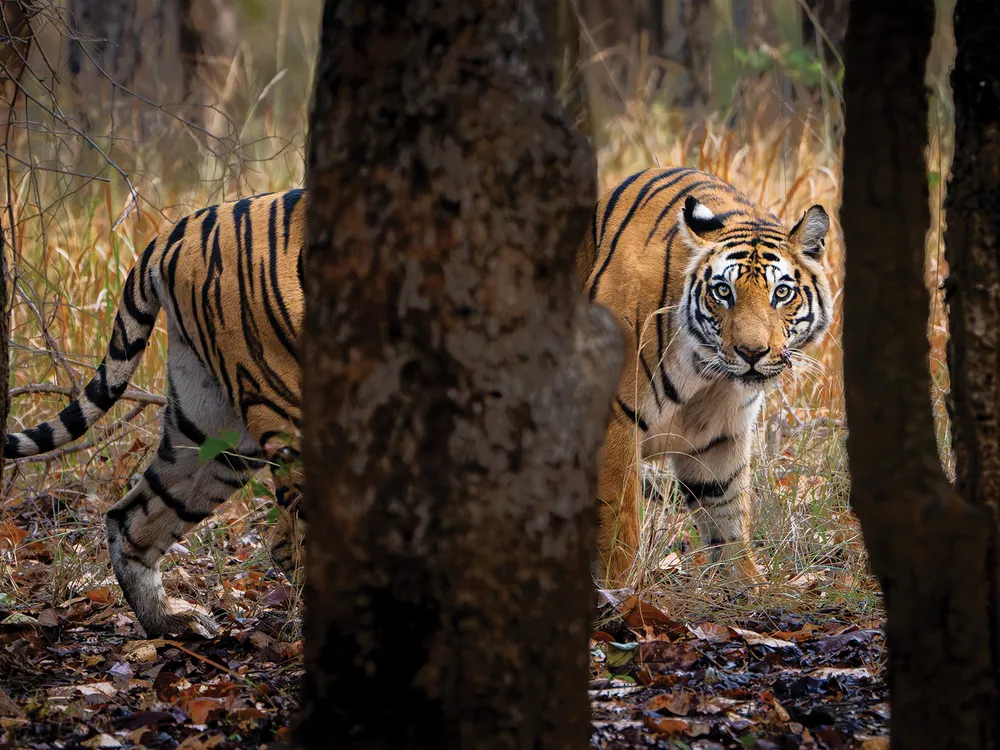 You are currently viewing Learning to Live Beside Endangered Tigers May Be the Key to Saving Them