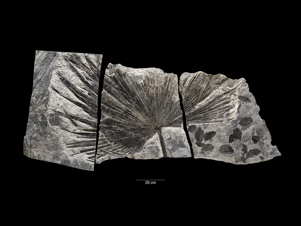 You are currently viewing In a Landmark Study, Scientists Discover Just How Much Earth’s Temperature Has Changed Over Nearly 500 Million Years