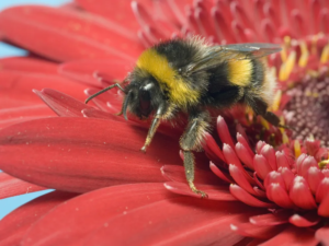 Read more about the article Heat Waves Can Make Bumblebees Lose Their Sense of Smell, Study Finds. Here’s Why That’s a Problem