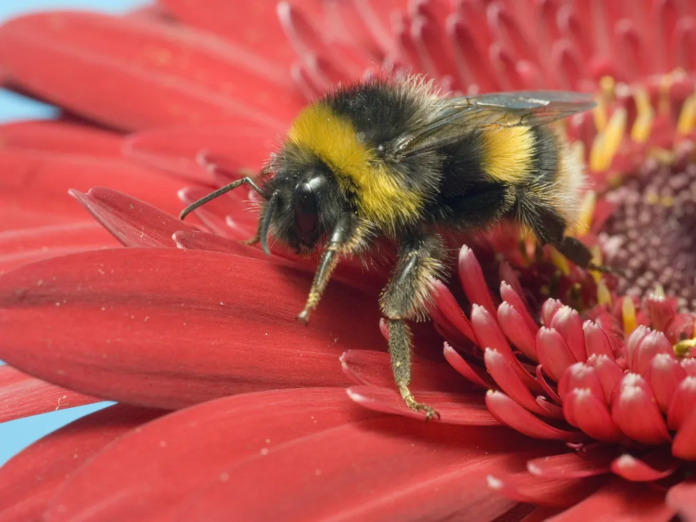 You are currently viewing Heat Waves Can Make Bumblebees Lose Their Sense of Smell, Study Finds. Here’s Why That’s a Problem