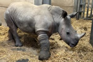 Read more about the article A World First Medical Procedure On Our Rhino