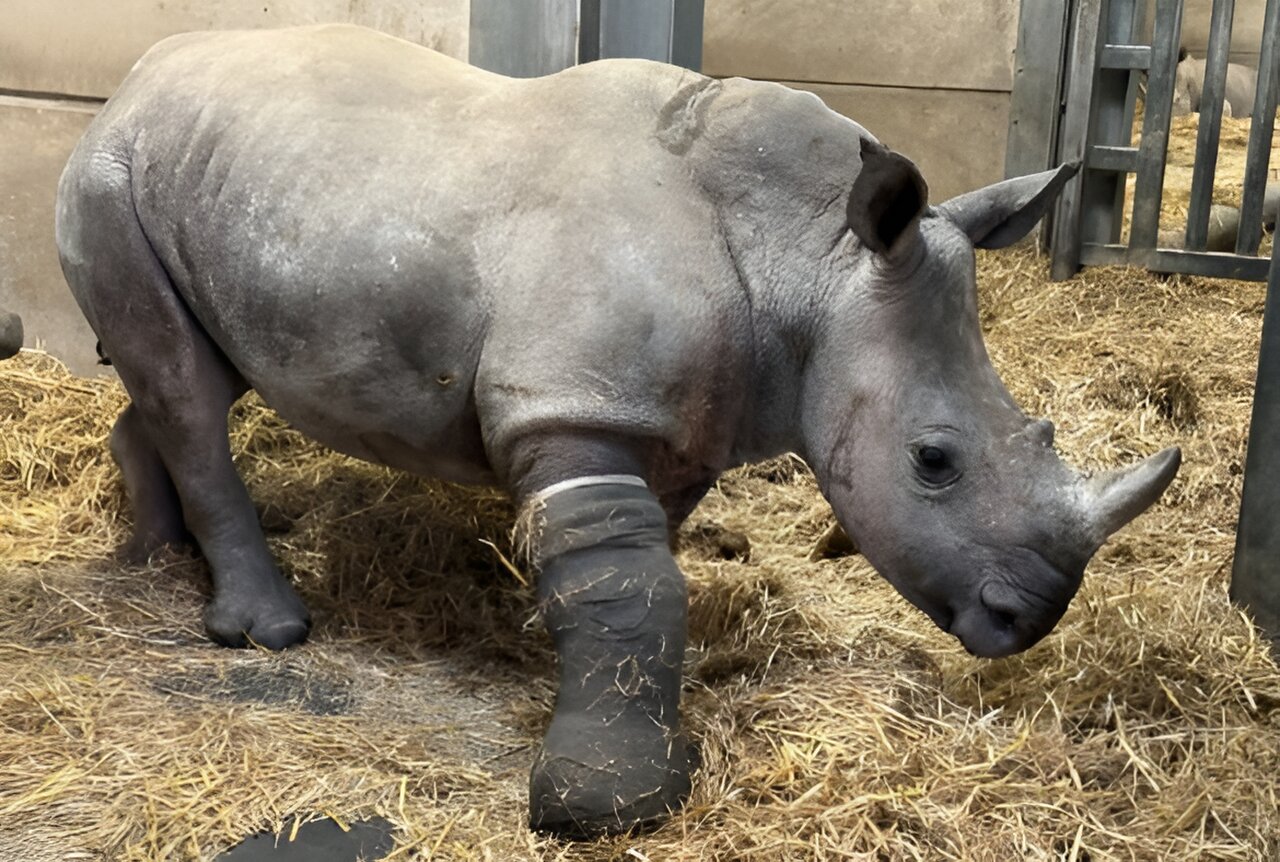 You are currently viewing A World First Medical Procedure On Our Rhino