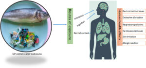 Read more about the article Concerns about health effects of microplastics are being evaluated