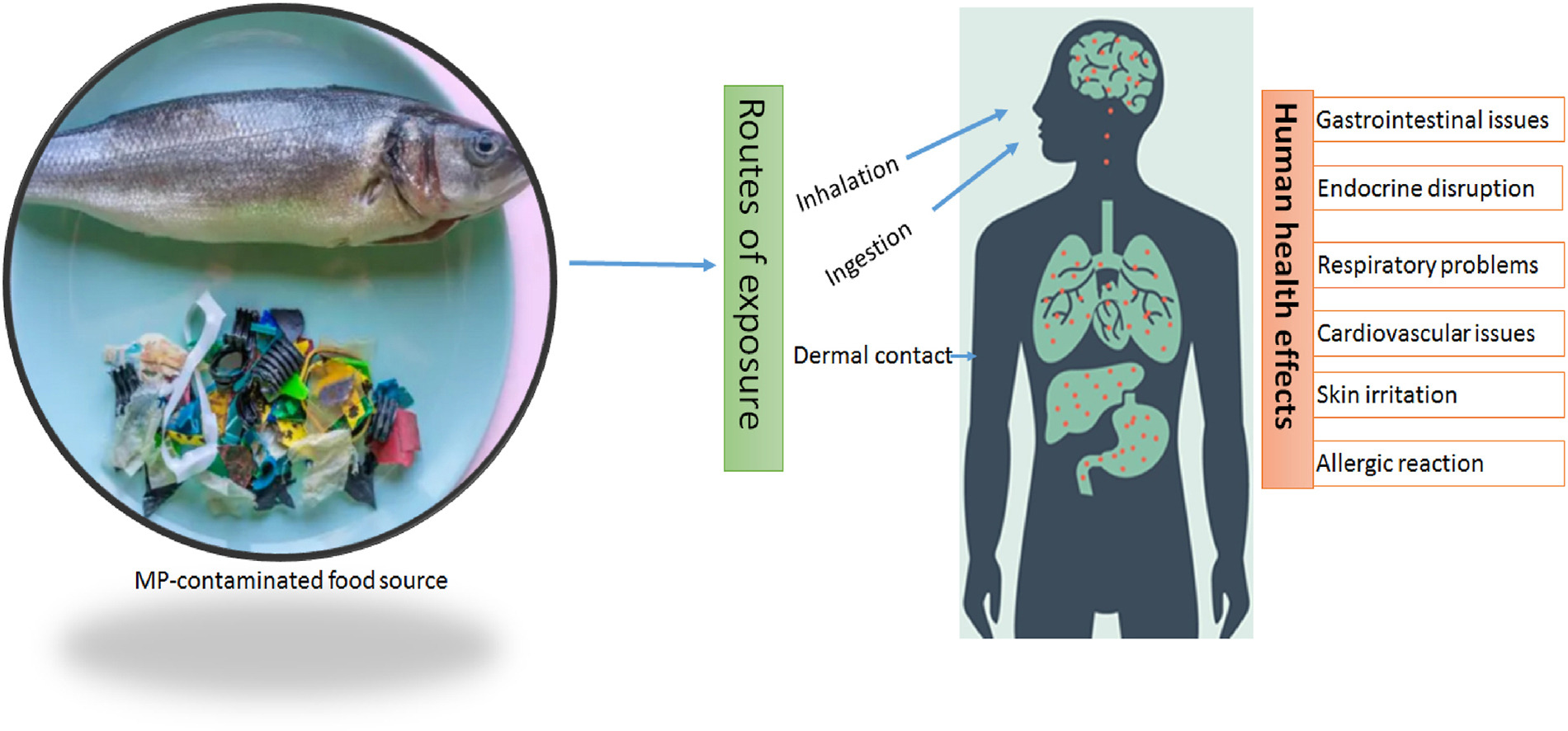 You are currently viewing Concerns about health effects of microplastics are being evaluated