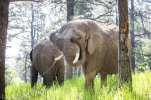 Read more about the article Should elephants have the same rights as people? A Colorado court may decide